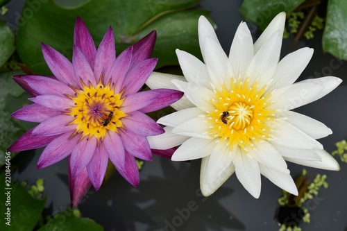purple and white lotus in water