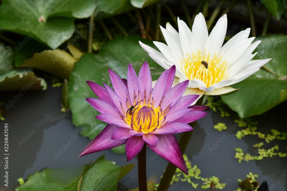 purple and white lotus in water purple and white lotus in water
