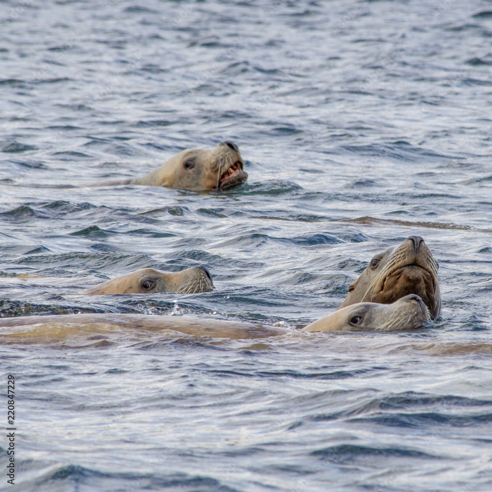 Fototapeta premium Trying to stick out from the crowd. Three seals swimming in one direction, one trying to rise above