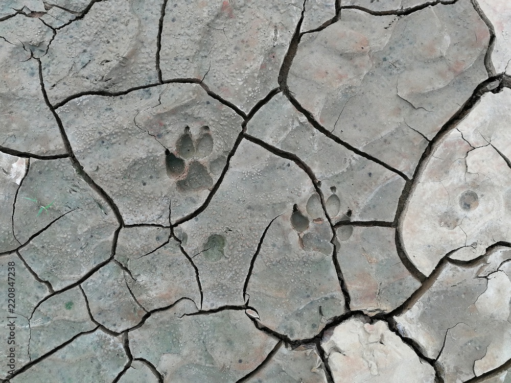 Obraz premium dog foot print on cracked soil