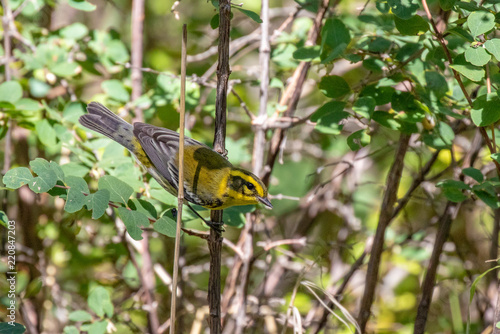 Townsend's warbler perching on branch near Capulin Spring in Cibola National Forest, Sandia Mountains, New Mexico photo