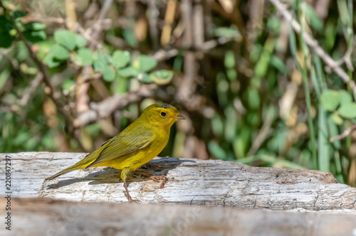 Wilson's warbler on log at Capulin Spring, Cibola National Forest, Sandia Mountains, New Mexico