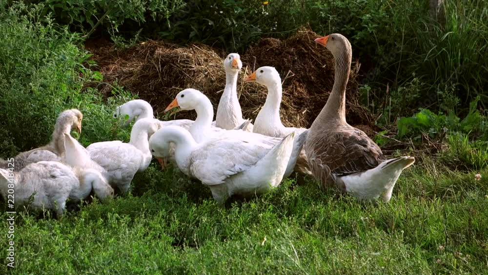 Domestic white and gray geese. Birds for farming and poultry aviculture. Domestic white and gray geese. Birds for farming and poultry aviculture.