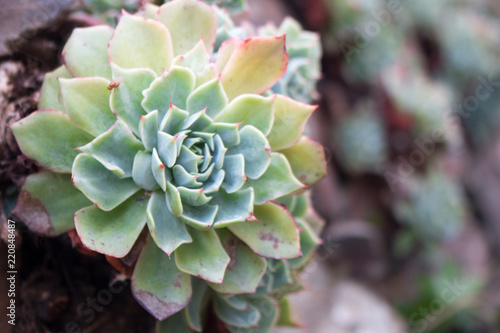 Echeveria chihuahuensis 'Ruby Blush'