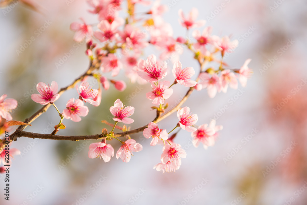 pink flower pink flower