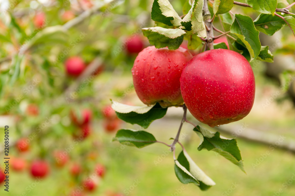 Apple tree farm Apple tree farm