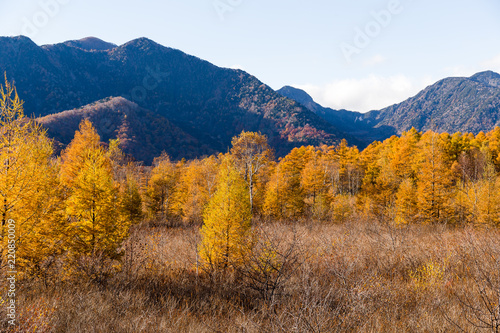 Autumn in Senjogahara park nikko japan