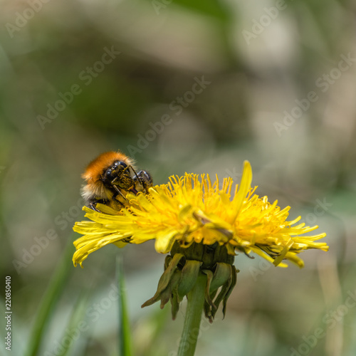 Bee in a Dandelion