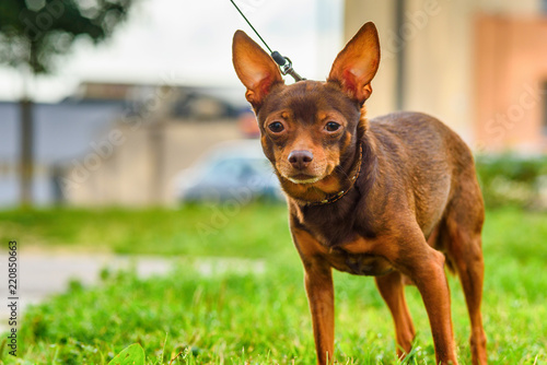Toy Terrier walks on a leash outdoors