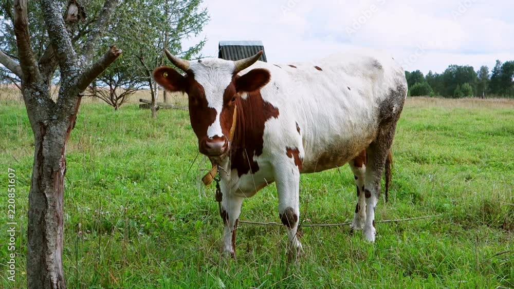 Village cow grazing in the field. Farm animals in rural life. Village cow grazing in the field. Farm animals in rural life.