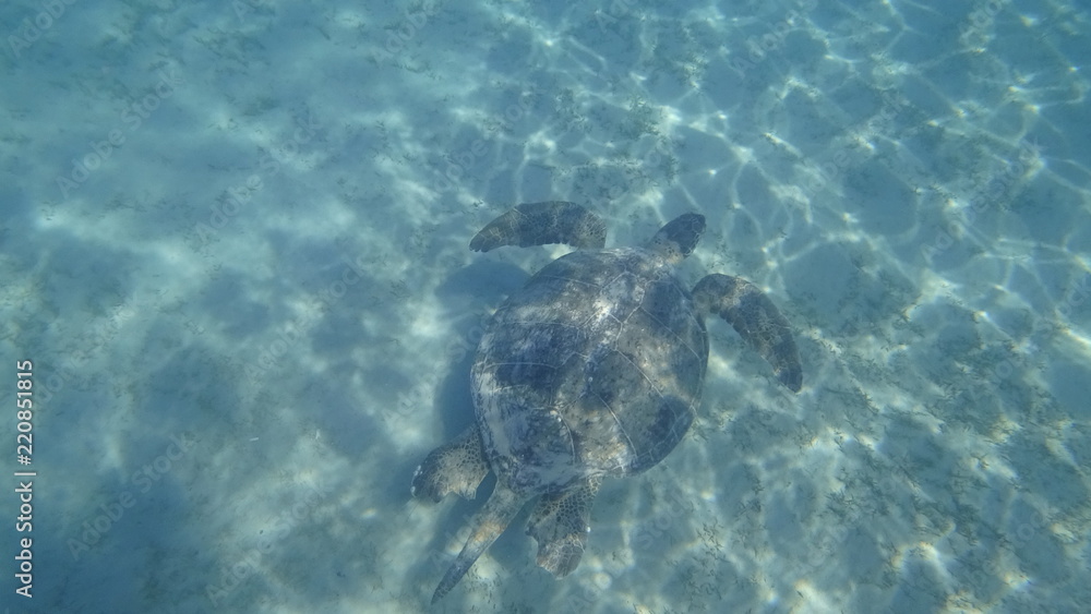 Sea turtle swims in blue sea water aquatic animal underwater photo Sea turtle swims in blue sea water aquatic animal underwater photo