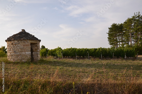 CAZELLE DE VIGNE VIGNOBLE D'EPINEUIL YONNE BOURGOGNE FRANCE