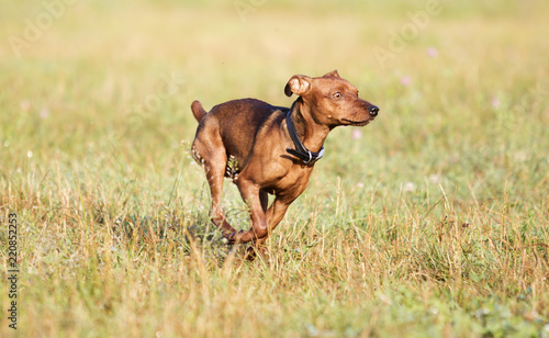 Dog running on the grass