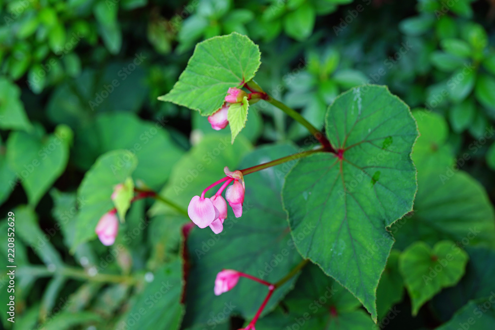 Pink hardy begonia blooms in autumn (Begonia Grandis) Pink hardy begonia blooms in autumn (Begonia Grandis)
