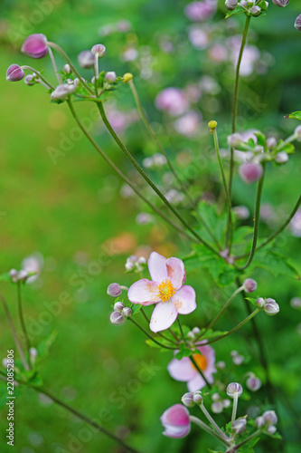 Pale pink Japanese anemone flower in bloom (Anemone hupehensis)