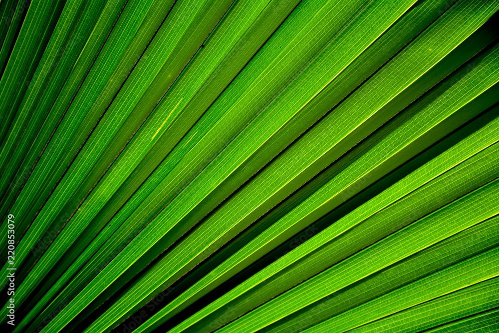 Obraz premium Lines and textures of Green Palm leaves