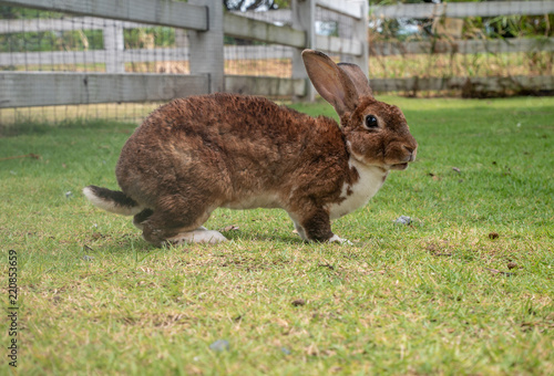 brown rabbit on green field