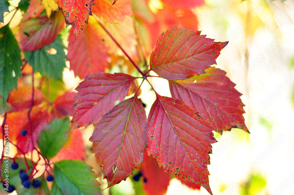 Wild grapes with red leaves, autumn background. Wild grapes with red leaves, autumn background.