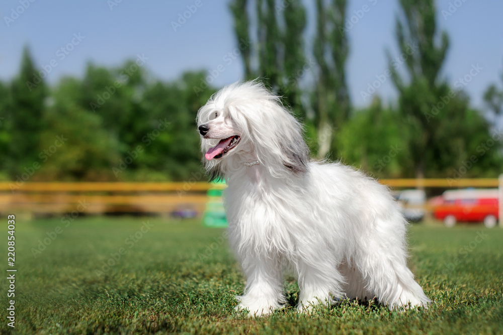 chinese crested dog beautiful portrait  on a green lawn at an dog show