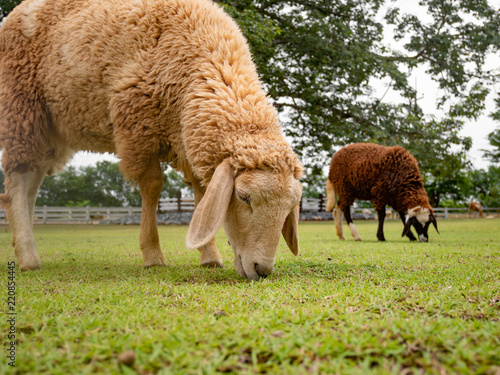 sheep eating grass