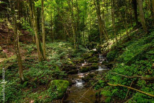 Kleiner Bach in saftigem grünen Wald