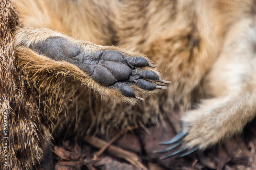 Fototapeta premium Meerkat Foot Closeup