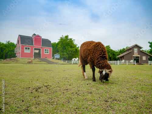 sheep eating grass