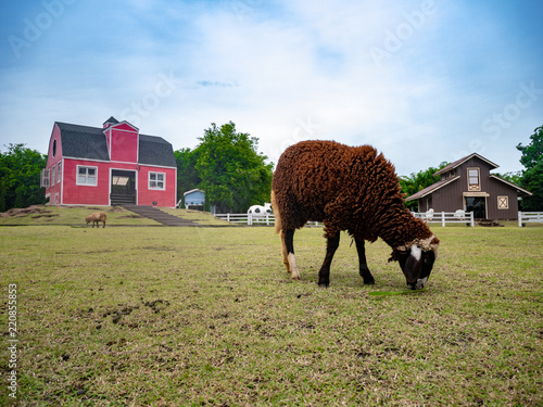 sheep eating grass
