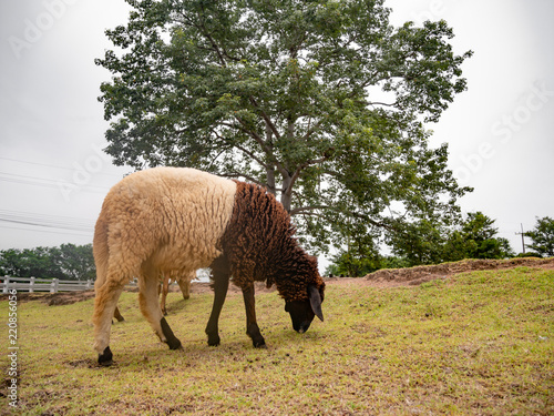 sheep eating grass