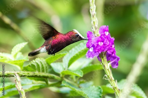 Snowcap, flying next to violet flower, bird from mountain tropical forest, Costa Rica, natural habitat, beautiful small endemic hummingbird, wildlife, nature, flying gem, unique bird with white head photo