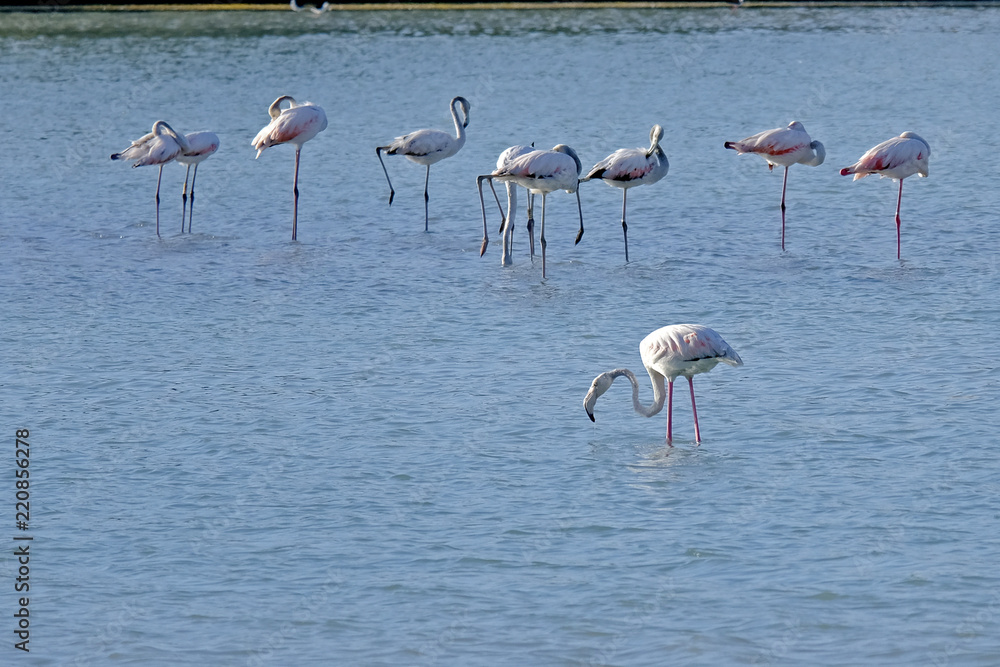 flamingos in the middle of the lake 