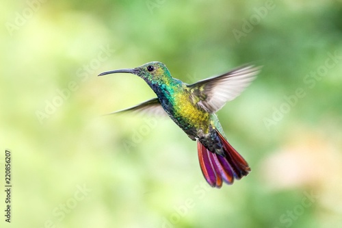 Green-breasted Mango, hovering next to flower in garden, bird from mountain tropical forest, Costa Rica, natural habitat, beautiful hummingbird, wildlife, nature, flying gem, clear green background