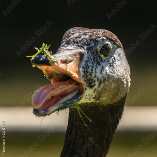 Bild auf Leinwand Goose with a Grassy Beak