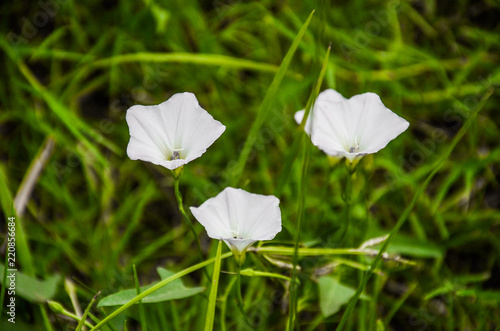 white lilis photo