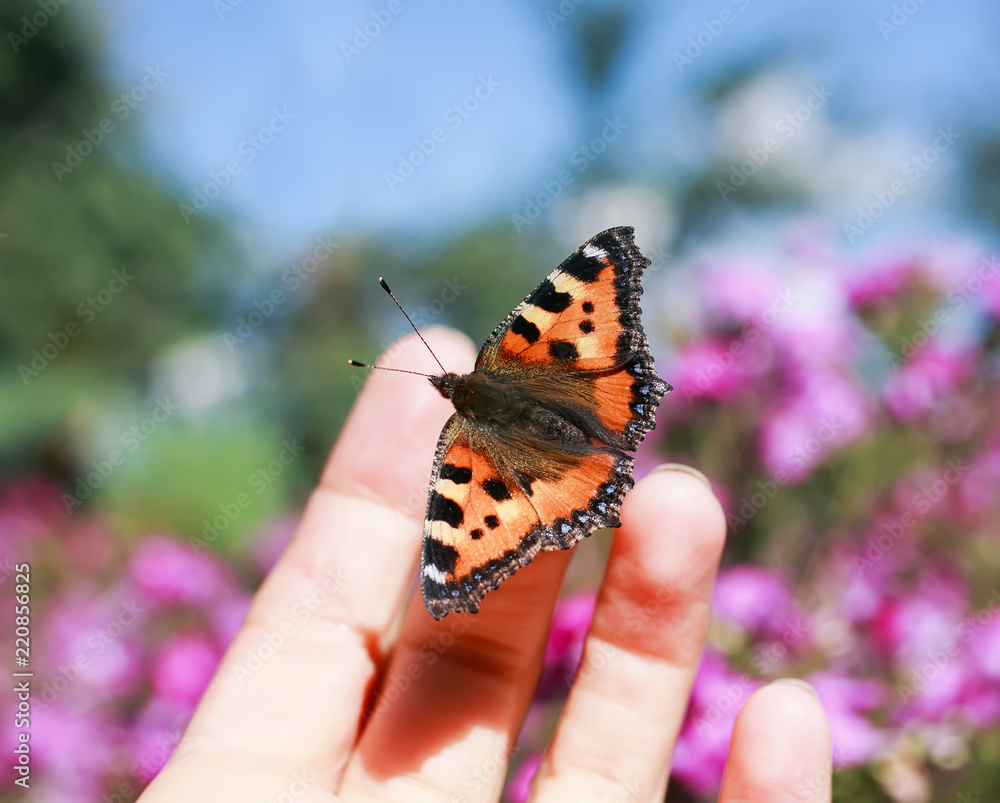 Obraz premium orange butterfly sits on the fingers of a man's hand and is going to fly to blue sky