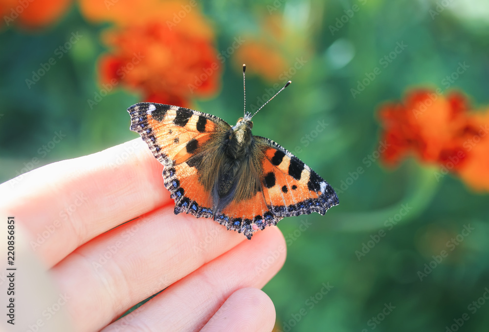 Naklejka premium bright butterfly sits on the fingers of a man's hand and is going to fly to the heights