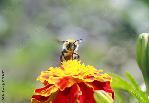 little bee collects nectar for honey with a bright orange flower marigolds summer day