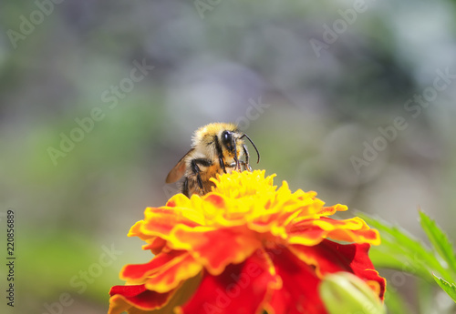 little bee collects nectar for honey with a bright orange flower marigolds su...