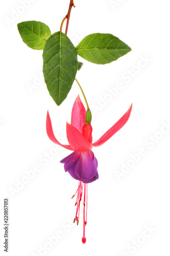 Fuchsia flower and leaves