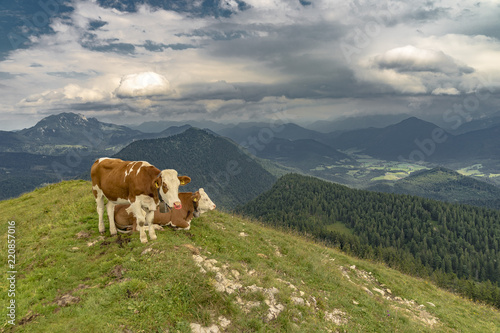 Cow lying on mountain valley pasture in Austrian Alps