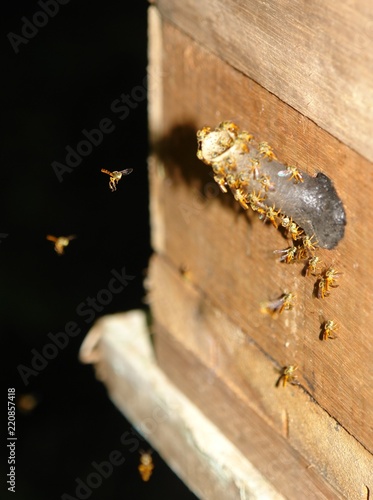 ABEJAS
