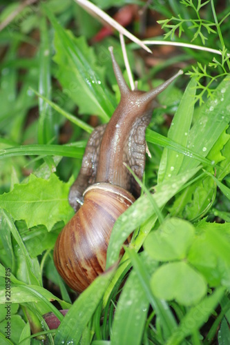 CARACOL