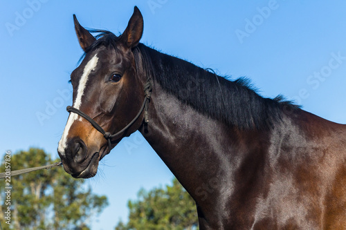 Horse Head Closeup Warm Blood