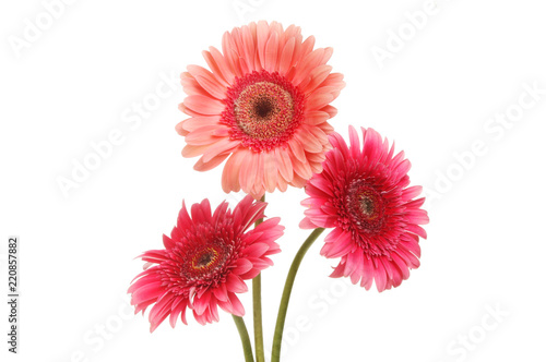 Three gerbera flowers
