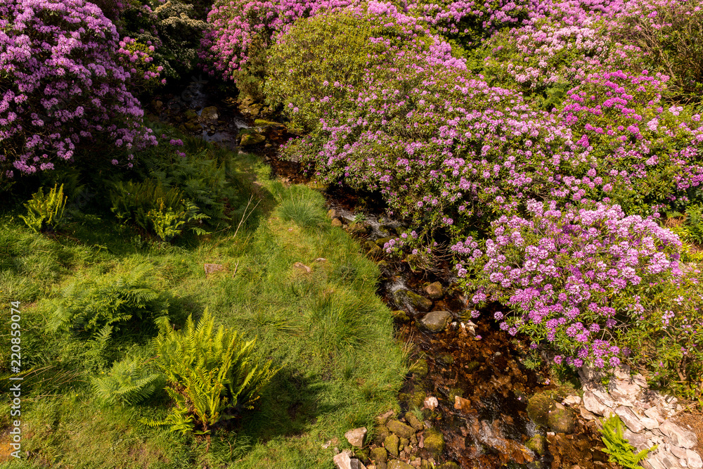 view on rhododendron blossom at the vee, ireland view on rhododendron blossom at the vee, ireland