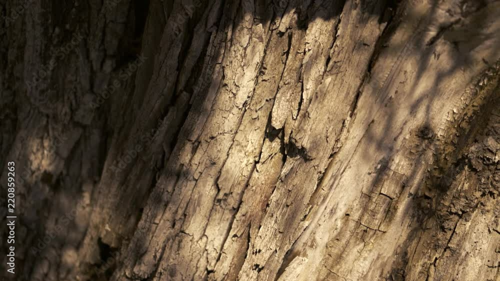Dancing shadows on the surface of bark Dancing shadows on the surface of bark