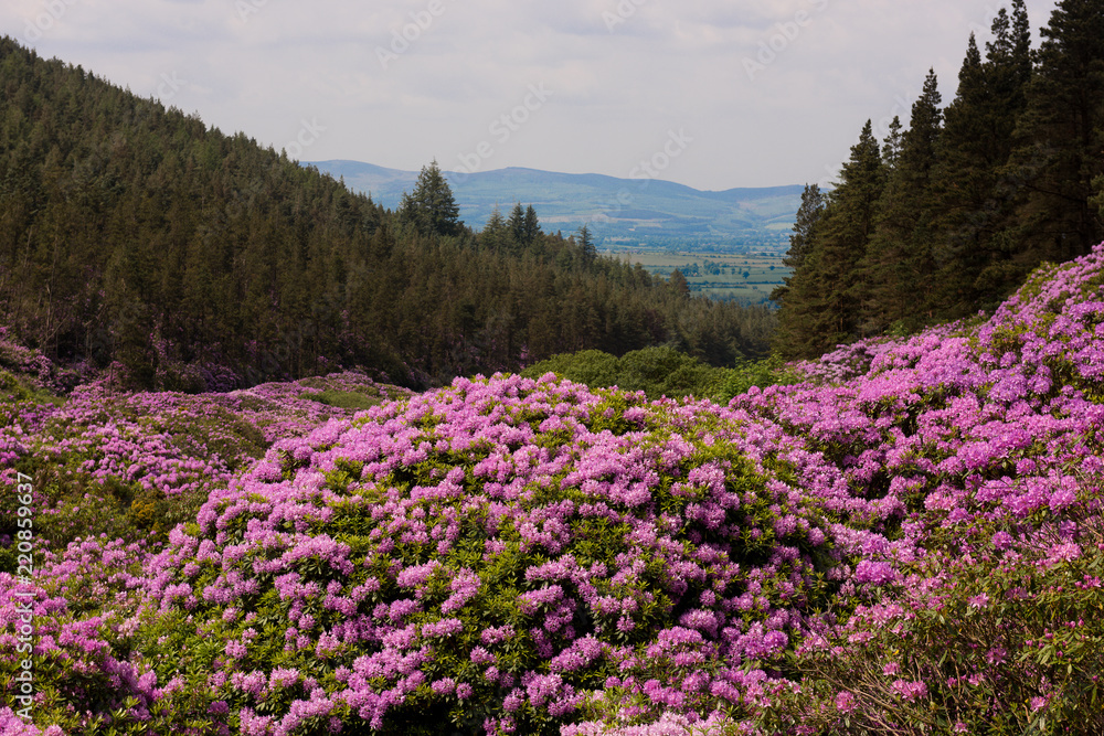 view on rhododendron blossom at the vee, ireland