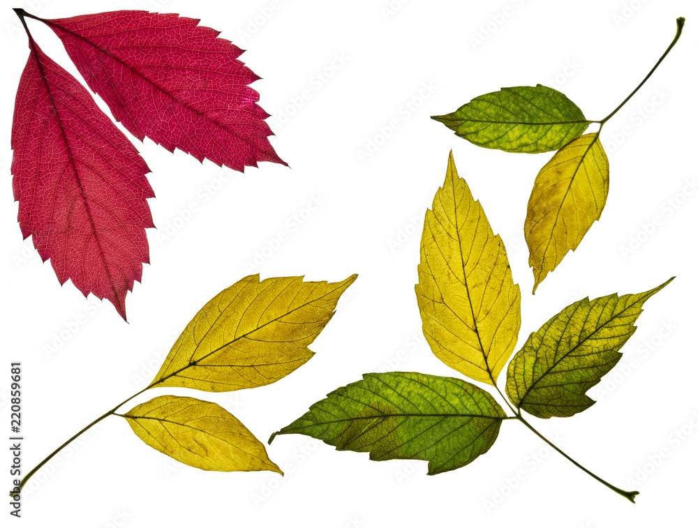 collection of beautiful colorful yellow, red and green autumn leaves isolated on white background collection of beautiful colorful yellow, red and green autumn leaves isolated on white background