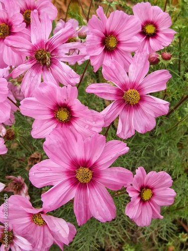 cosmos, lovely pink garden flowers 