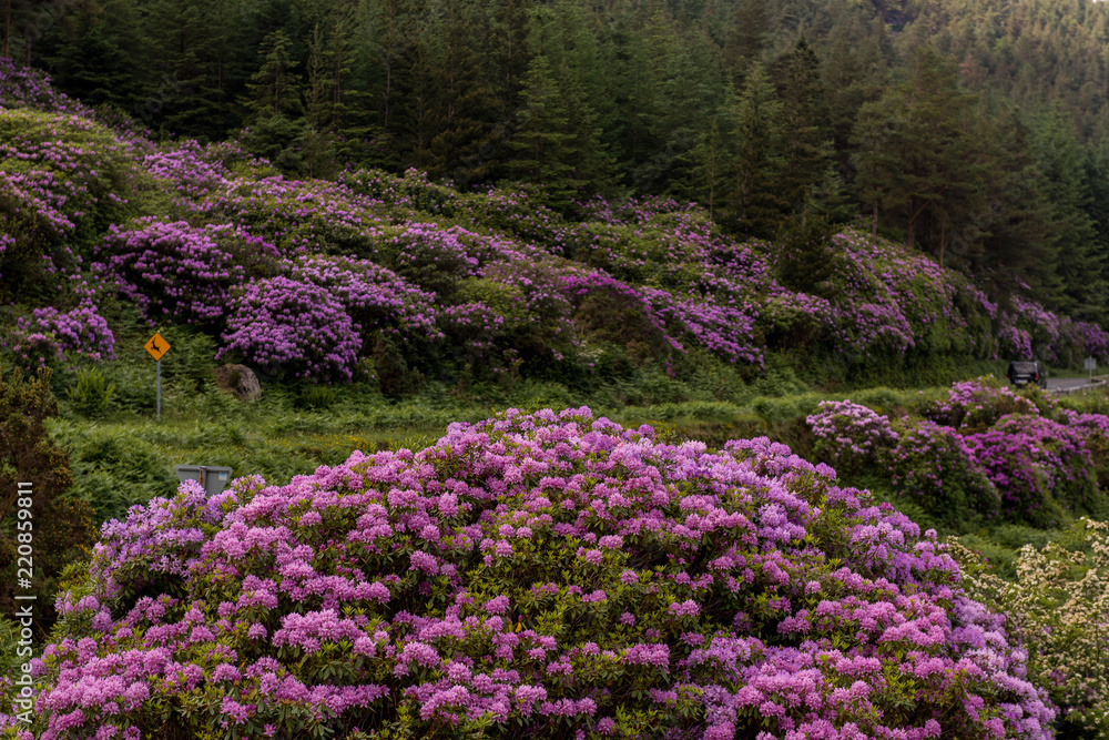 view on rhododendron blossom at the vee, ireland view on rhododendron blossom at the vee, ireland